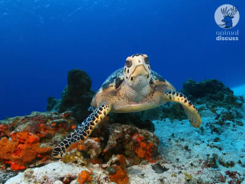 What are the Habitat Threats Hawksbill Turtles Face