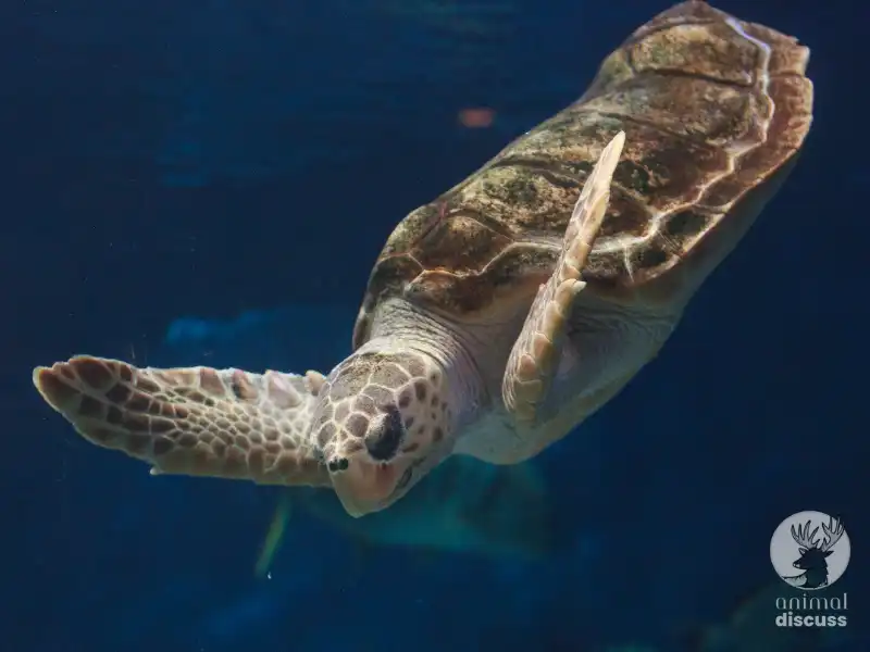 What are the Marine Habitats of Loggerhead Turtles