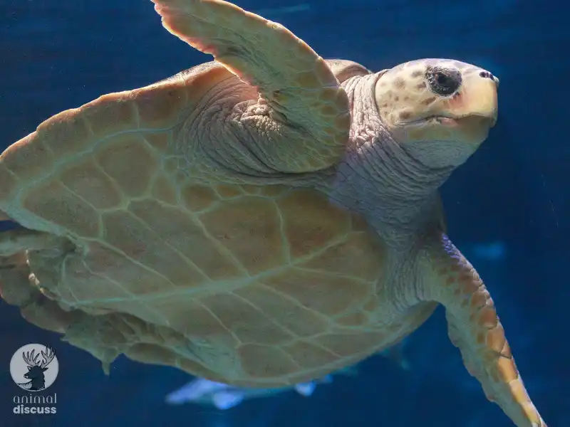 What are the Threats that Loggerhead Turtles Face