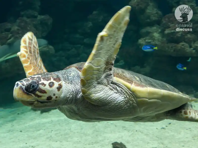 What is the Distribution Range of Loggerhead Sea Turtles