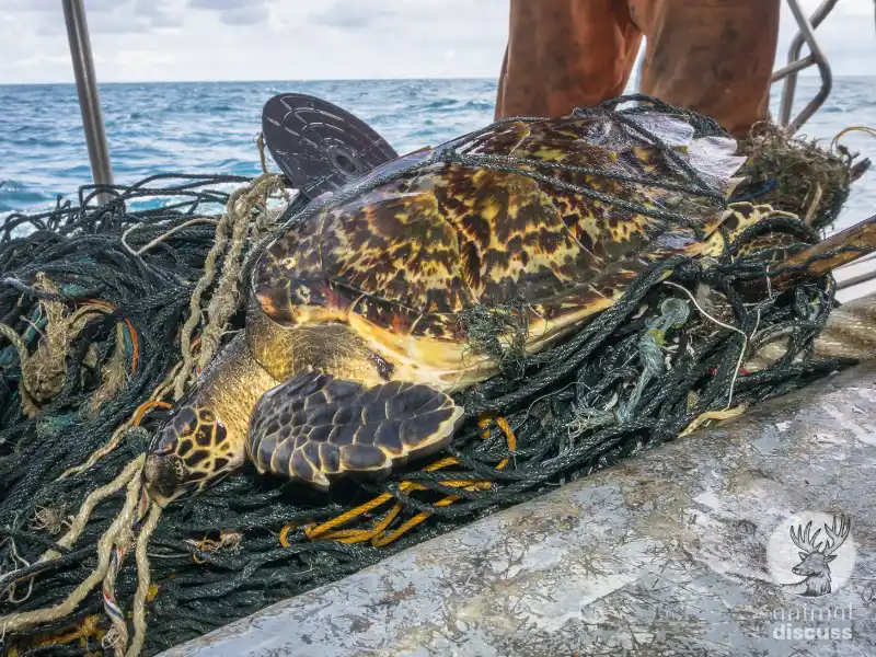 What's the Conservation Status of Hawksbill Sea Turtles