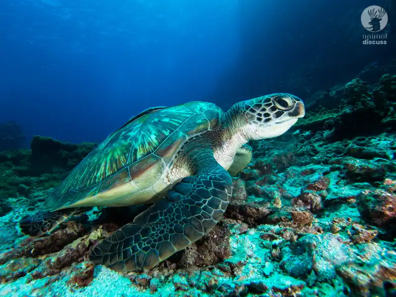 Where Do Green Sea Turtles Choose to Build Their Nests