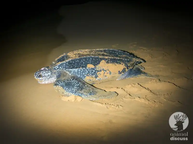 Where Do Leatherback Sea Turtles Breed and Nest