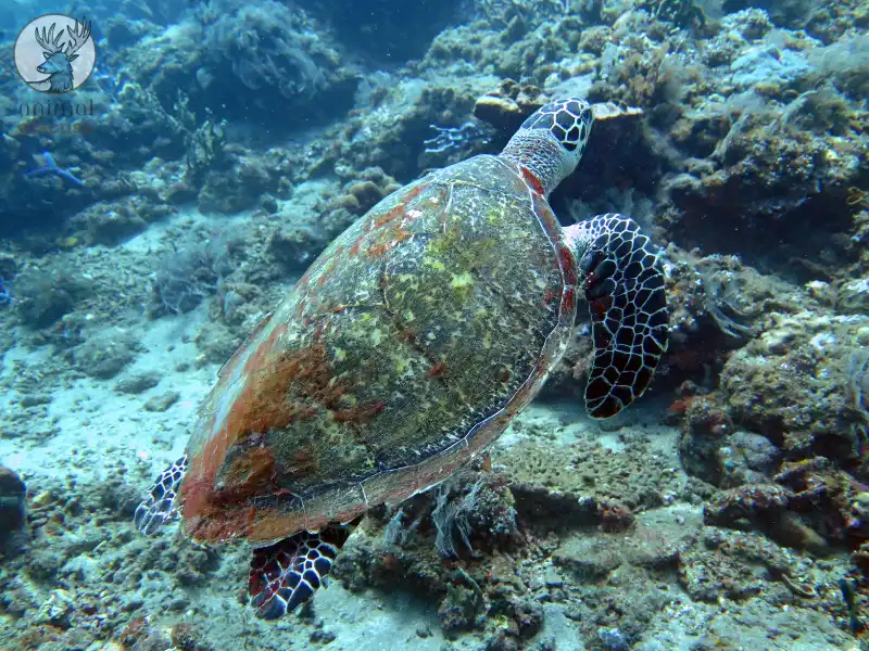 Where do Hawksbill Sea Turtles Live