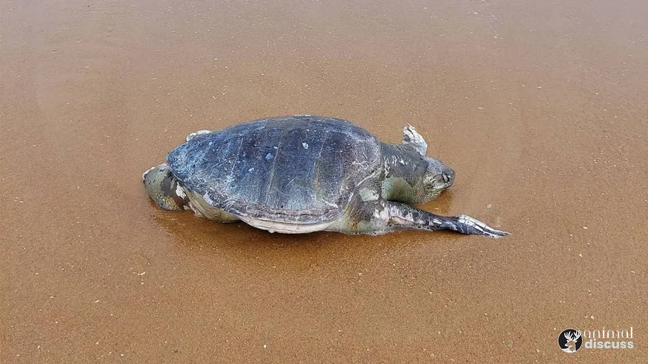 Olive Ridley Sea Turtle Behavior - Animal Discuss