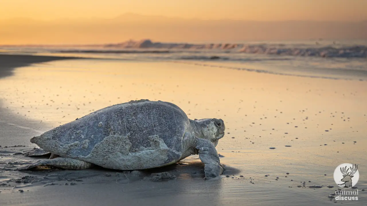 Let’s Solve the Mystery of Olive Ridley Sea Turtle