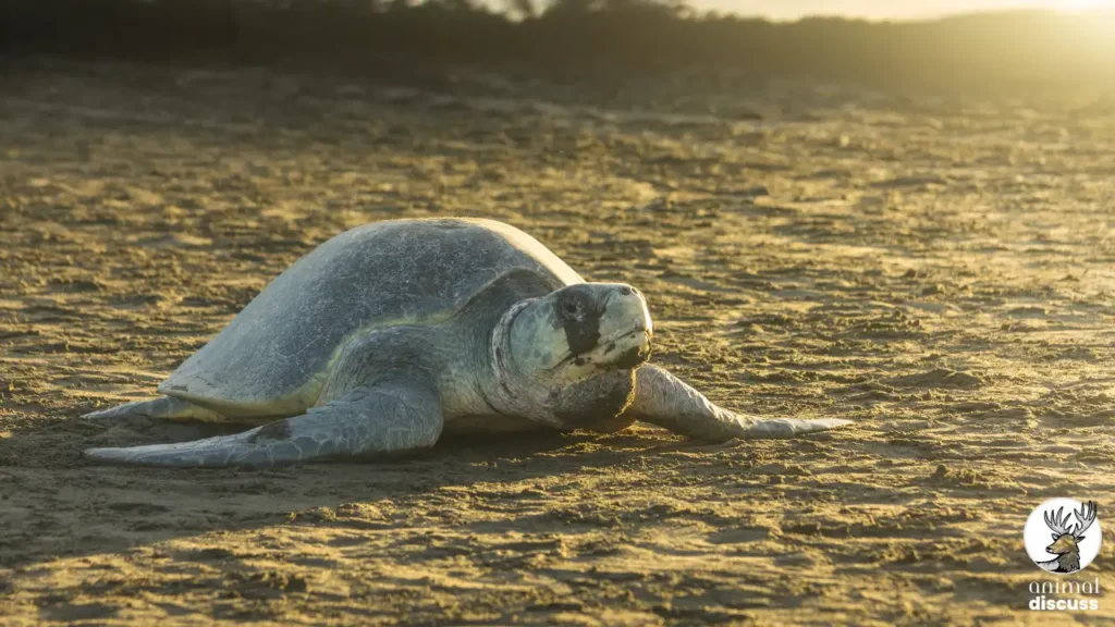 Olive Ridley Sea Turtle Food and Diet
