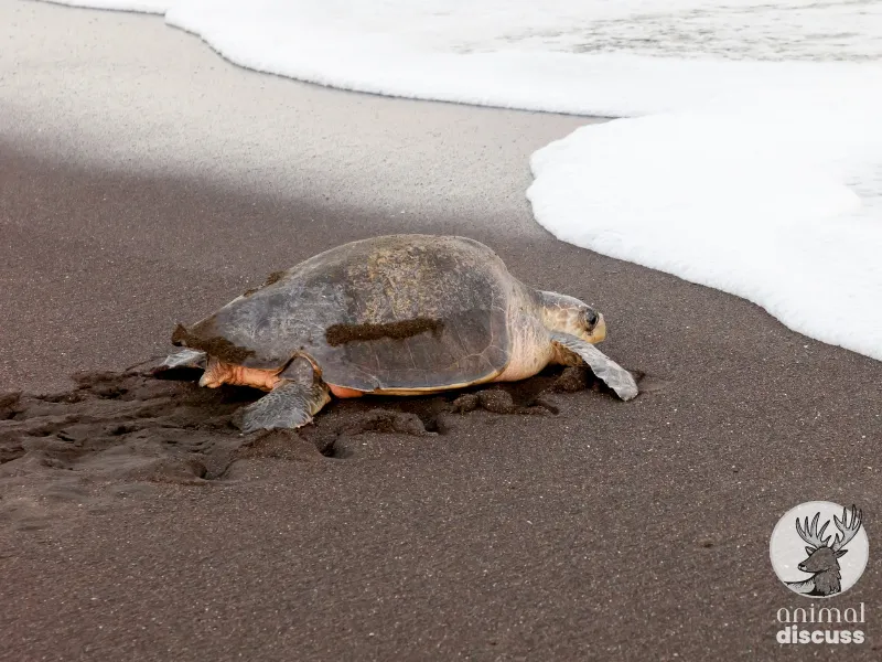 Best Diet for an Olive Ridley