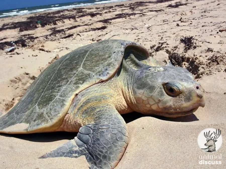 In The Wild, Where Is the Habitat of The Kemp’s Ridley Sea Turtle