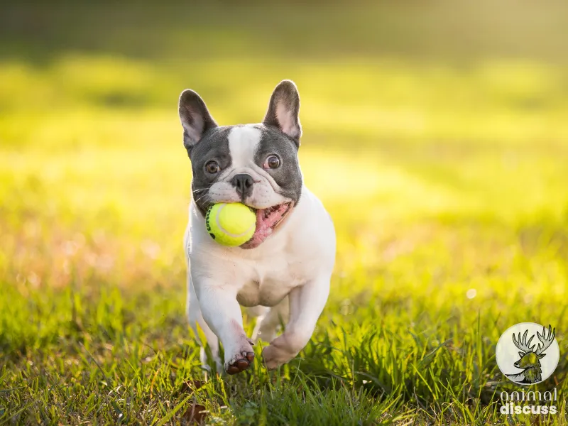 What Is the Ideal Environment for The French Bulldog
