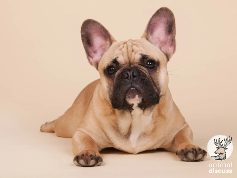 What is the Origin of the French Bulldog