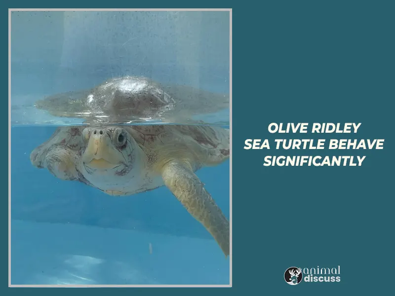 Why do Olive Ridley Sea Turtle behave significantly