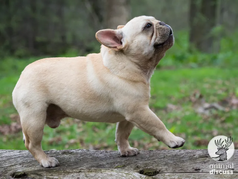 Foods That Are Not Allowed for the French Bulldogs