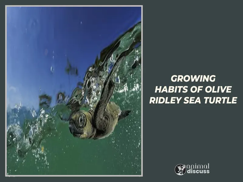 Growing habits of Olive Ridley Sea Turtle