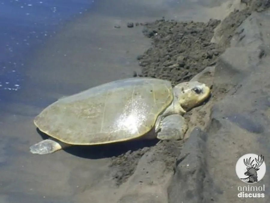 What Is “Arribada” In Kemp’s Ridley Sea Turtle’s Nesting Behavior