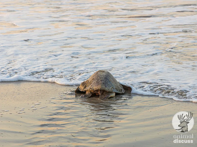 Why Do You Search for Olive Ridley Sea Turtle Diet