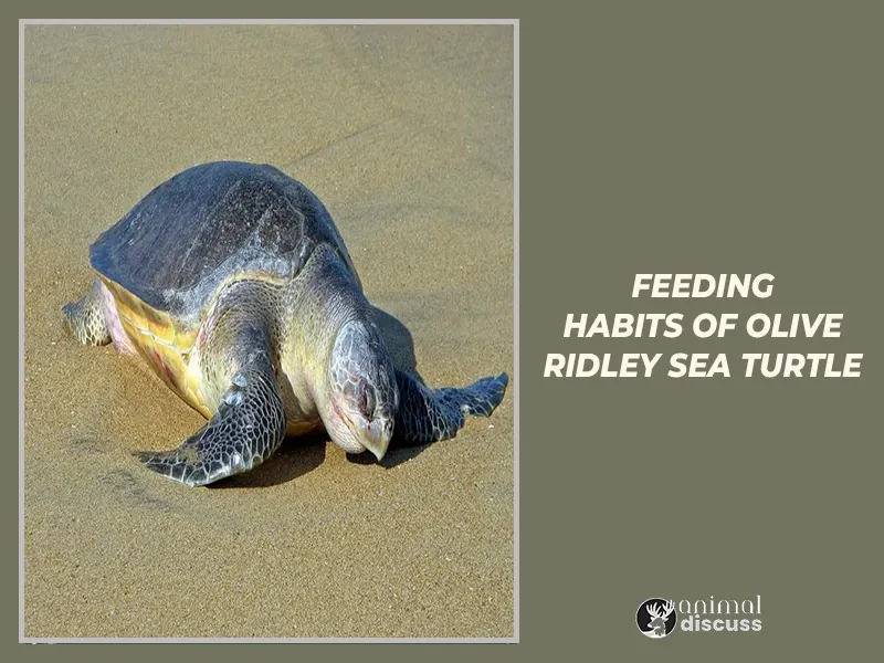 Feeding habits of Olive Ridley Sea Turtle