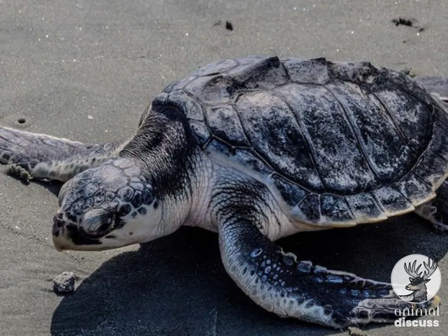 How Does a Kemp’s Ridley Sea Turtle Adapt to Its Environment