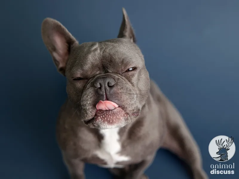 What Challenges and Threats French Bulldogs Face