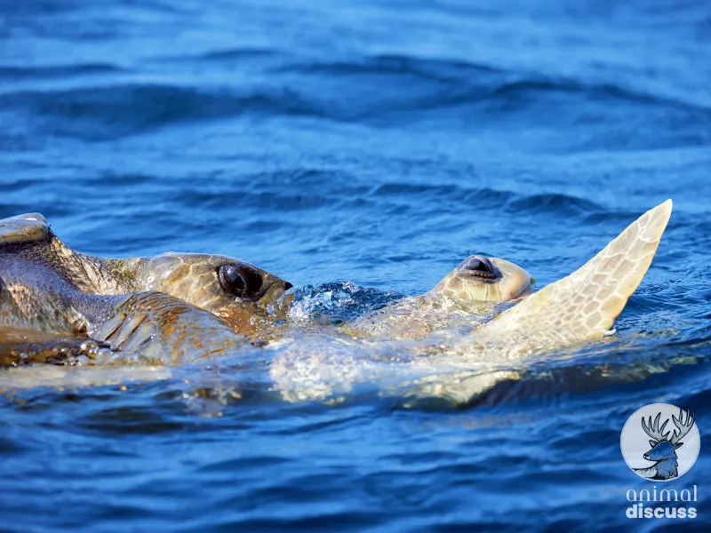 What are the Threats to Survival of the Olive Ridley Turtles
