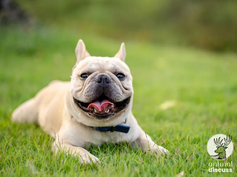 Do French Bulldogs Have Allergy in Foods