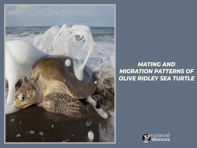 Mating And Migration Patterns of Olive Ridley Sea Turtle
