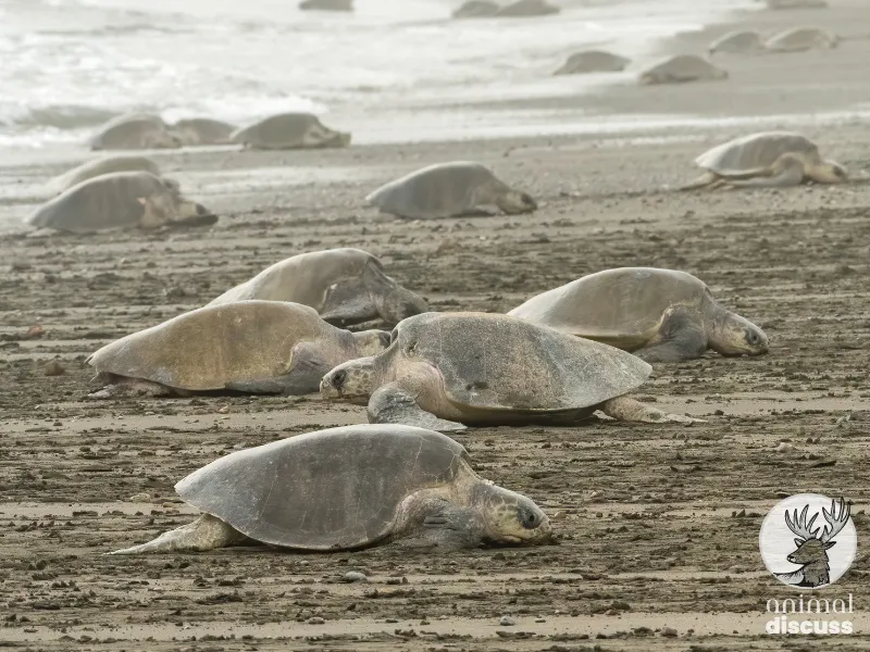 Who Takes Olive Ridley as Its Prey