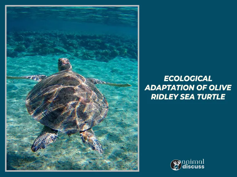 Ecological Adaptation of Olive Ridley Sea Turtle
