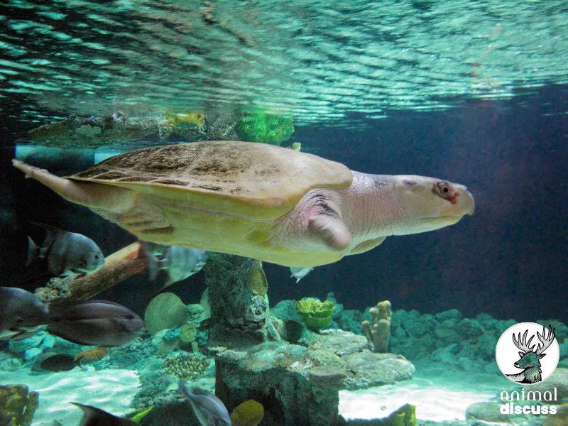 Conservation Efforts Taken For Olive Ridley Sea Turtles