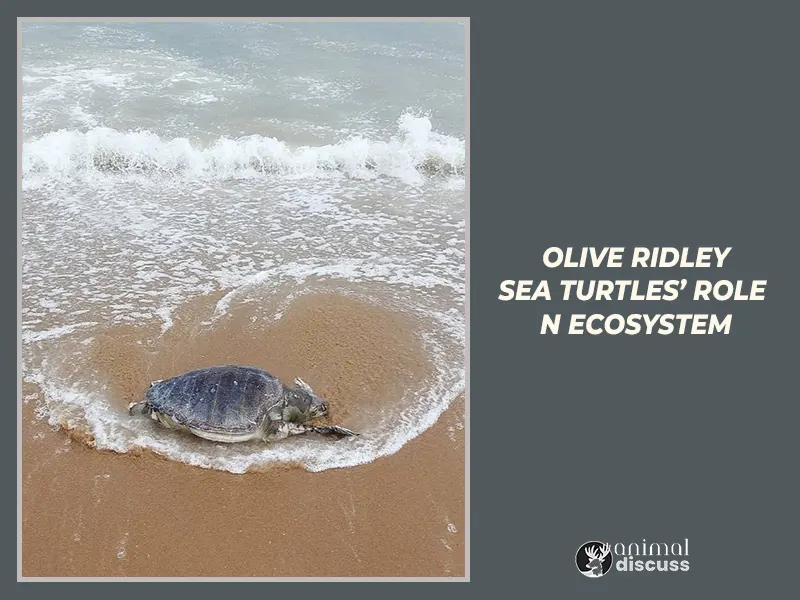 Olive Ridley Sea Turtles’ role in ecosystem.