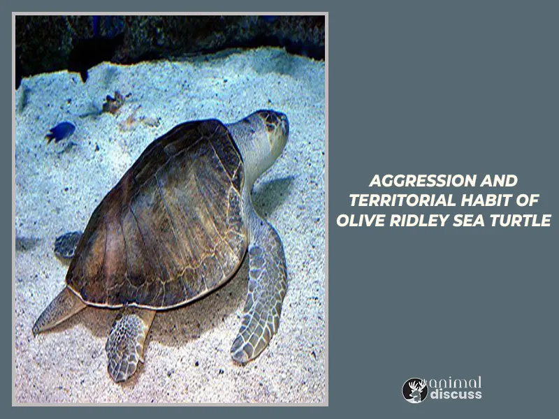 Aggression and Territorial Habits of Olive Ridley Sea Turtle