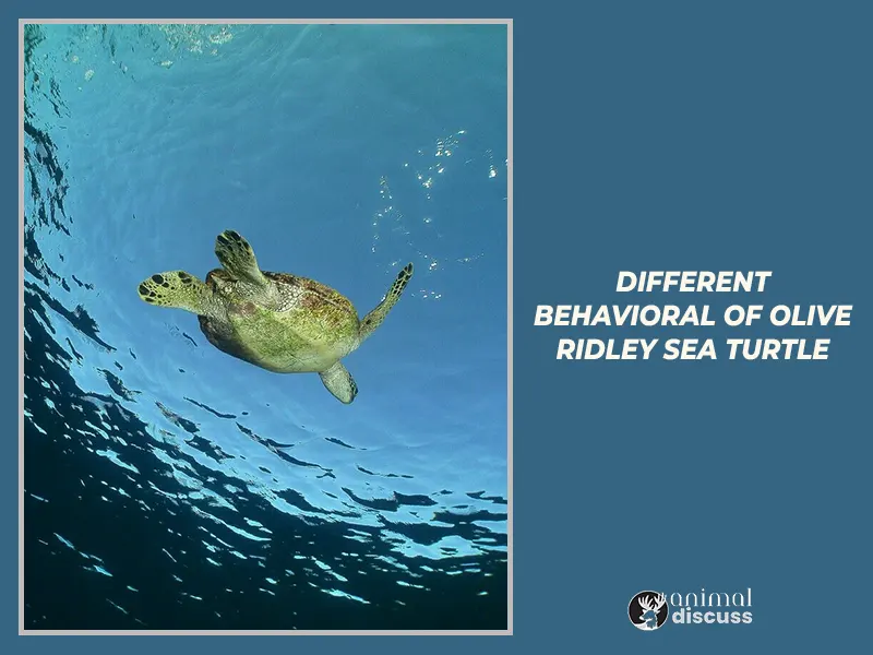 Different Behavioral Traits of Olive Ridley Sea Turtle