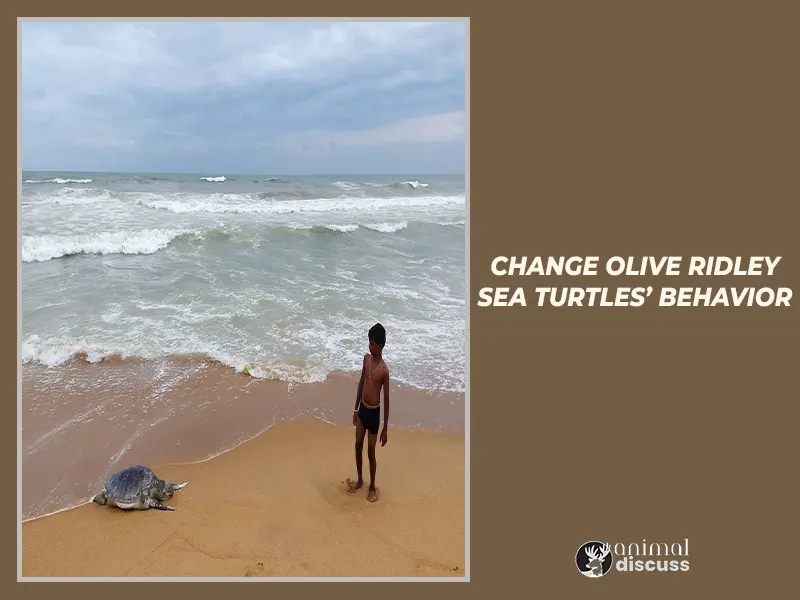 Human Induced Facts That Change Olive Ridley Sea Turtles’ Behavior