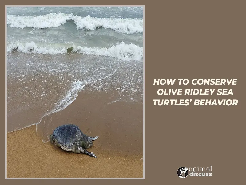 How to conserve Olive Ridley Sea Turtles’ Behavior