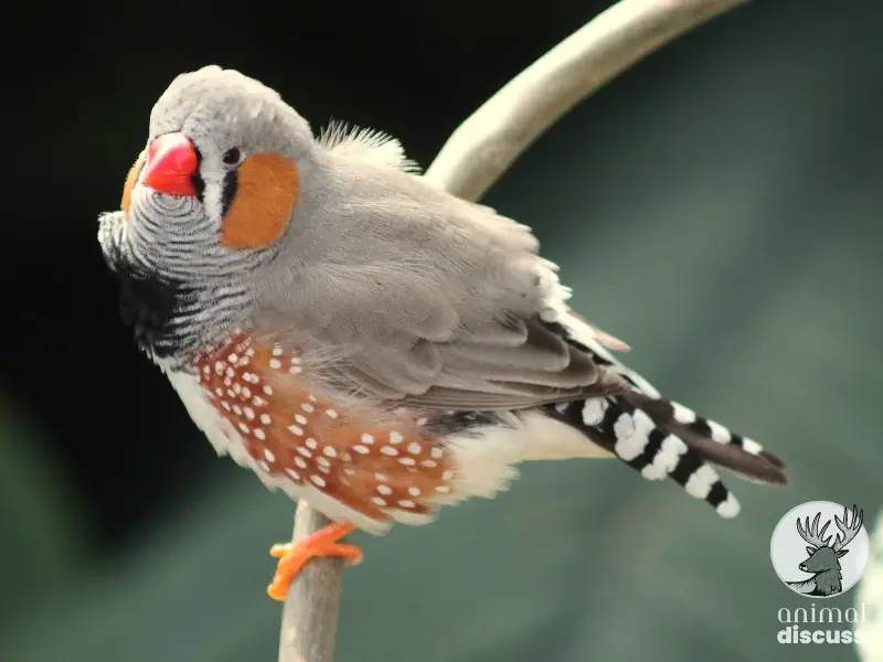 Threats for Finches