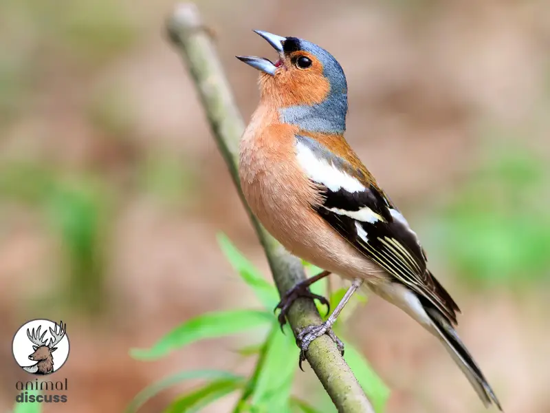 Chaffinch Bird