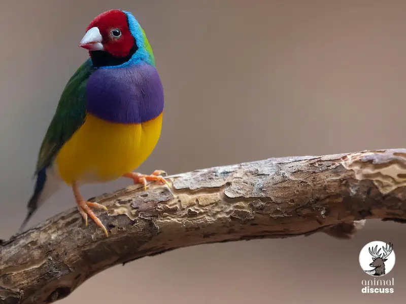 Gouldian Finches