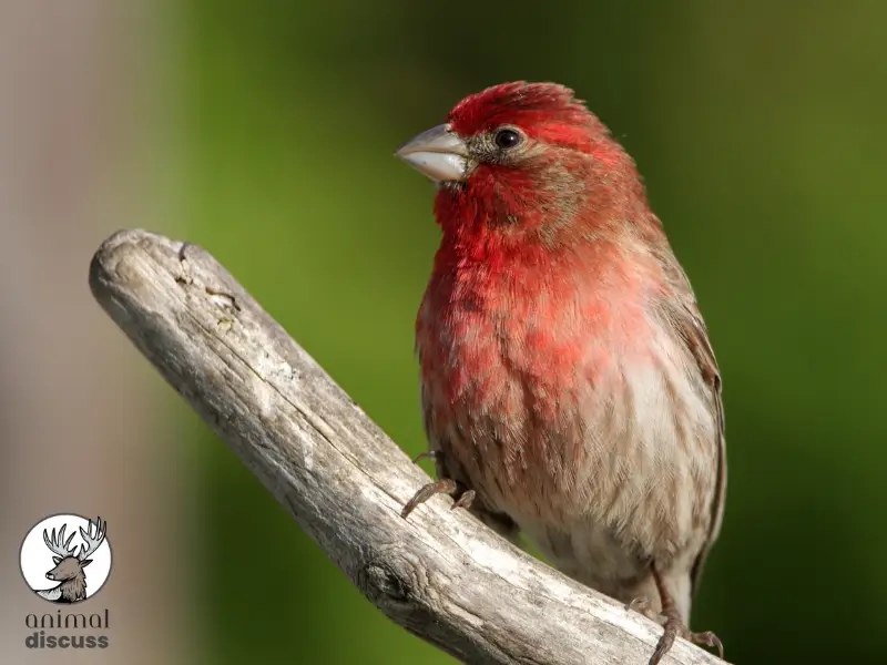 House finch