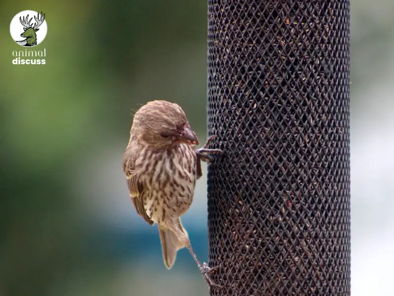 How Do Finches Look for Their Food