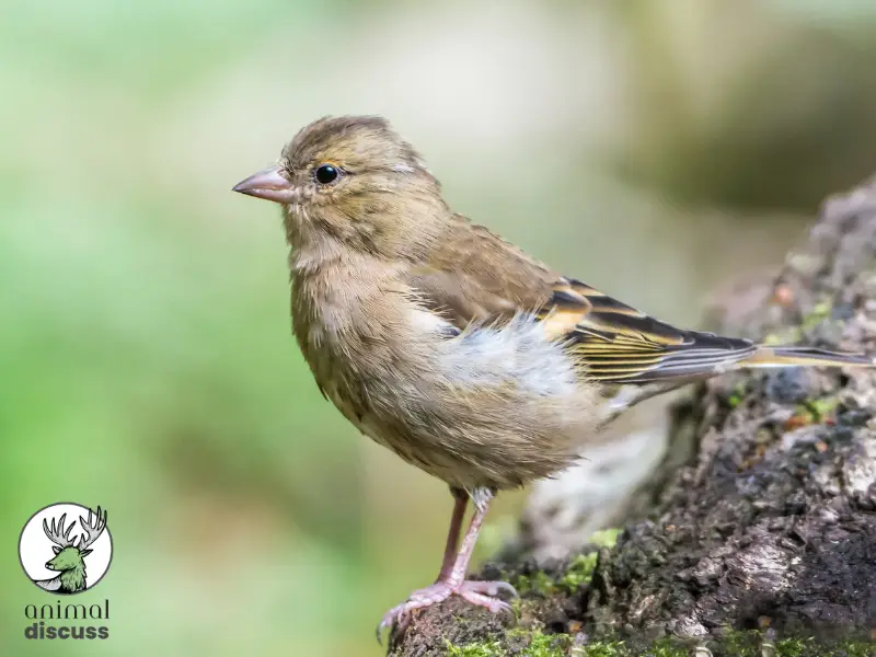 How to Conserve Finches’ Habitat