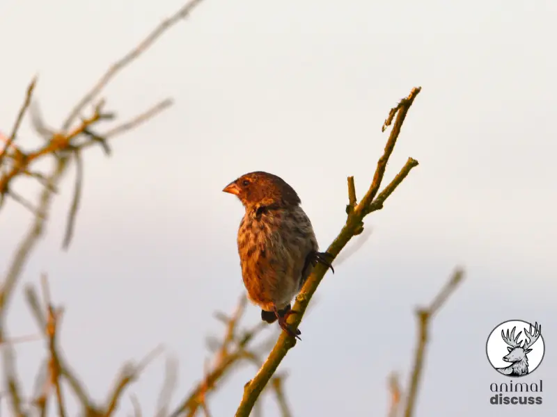 Nutritional Requirements of Finches