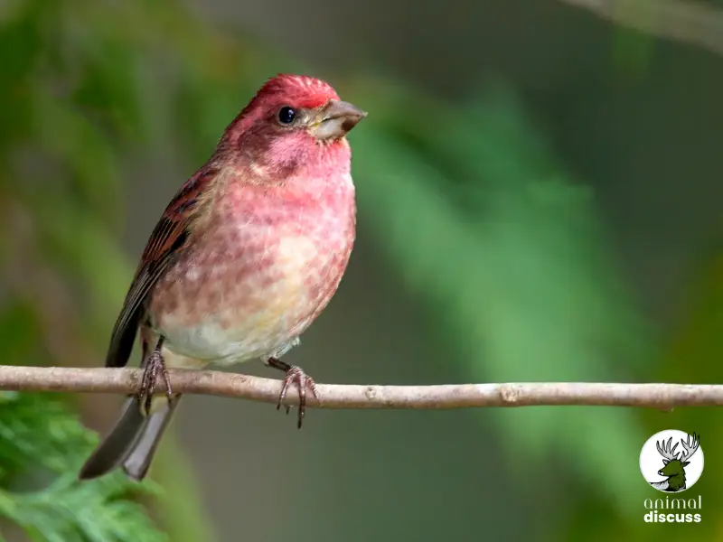 Purple Finch