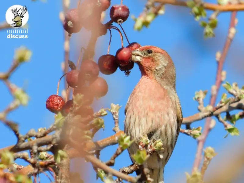 Finches Bird Foods and Diet - Animal Discuss