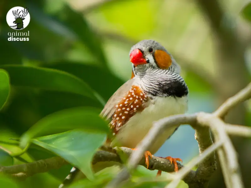 Why Do Finches Like Dried Fruit and Vegetables