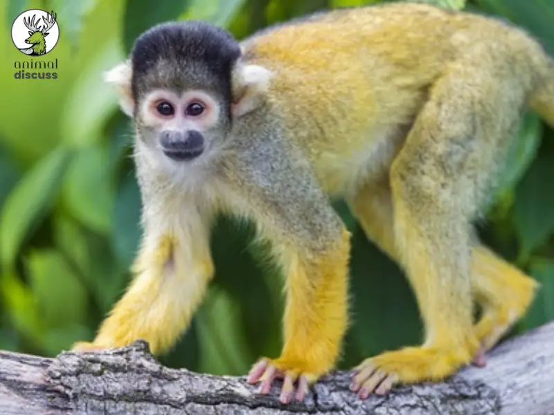 What Are the Physical Features of Squirrel Monkeys