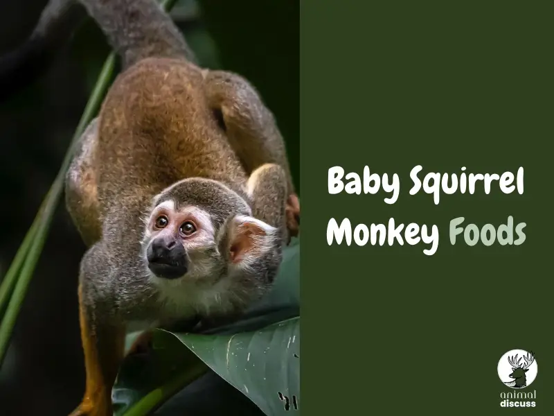 What Does a Baby Squirrel Monkey Eat