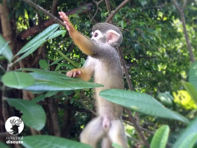 What Is the Natural Habitat of Squirrel Monkeys