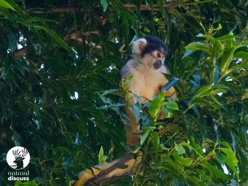 How Can Squirrel Monkeys Adapt to Their Natural Habitat