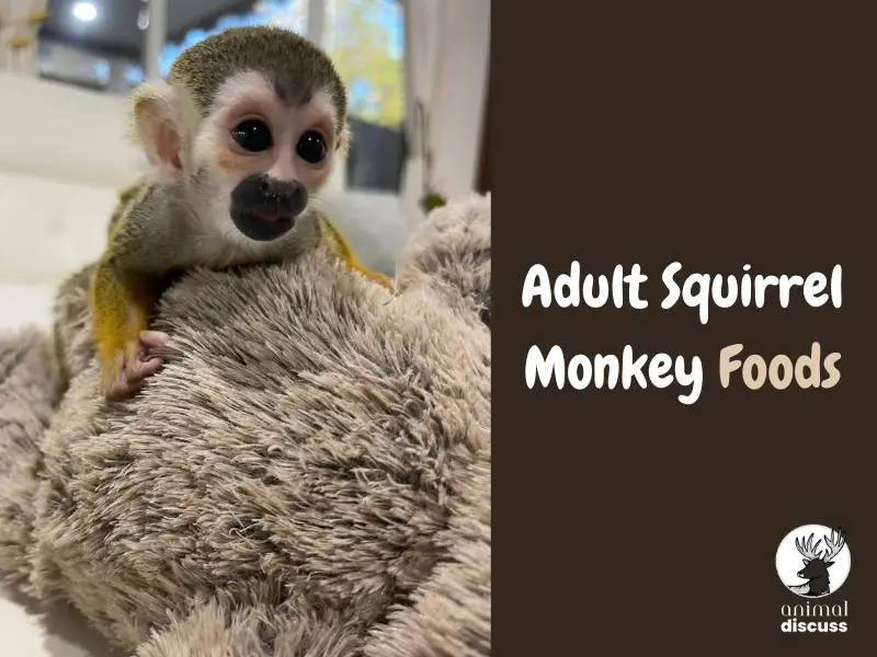 What Does an Adult Squirrel Monkey Eat