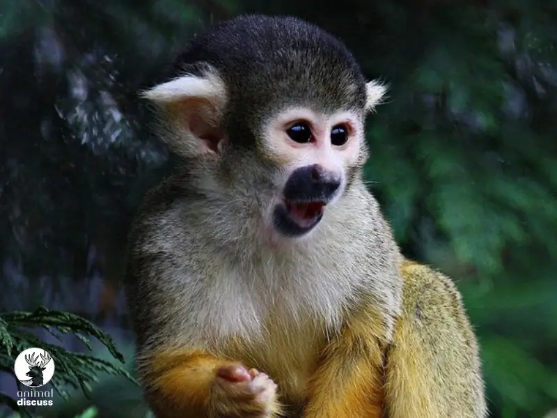 What Factors Do Squirrel Monkeys Keep in Mind While Choosing a Habitat